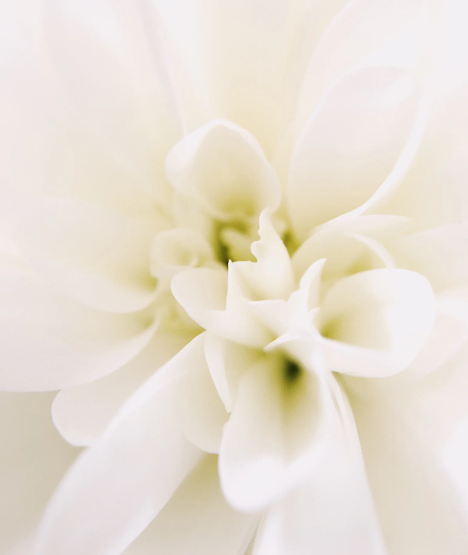 000 Perfume Oil - Image 5