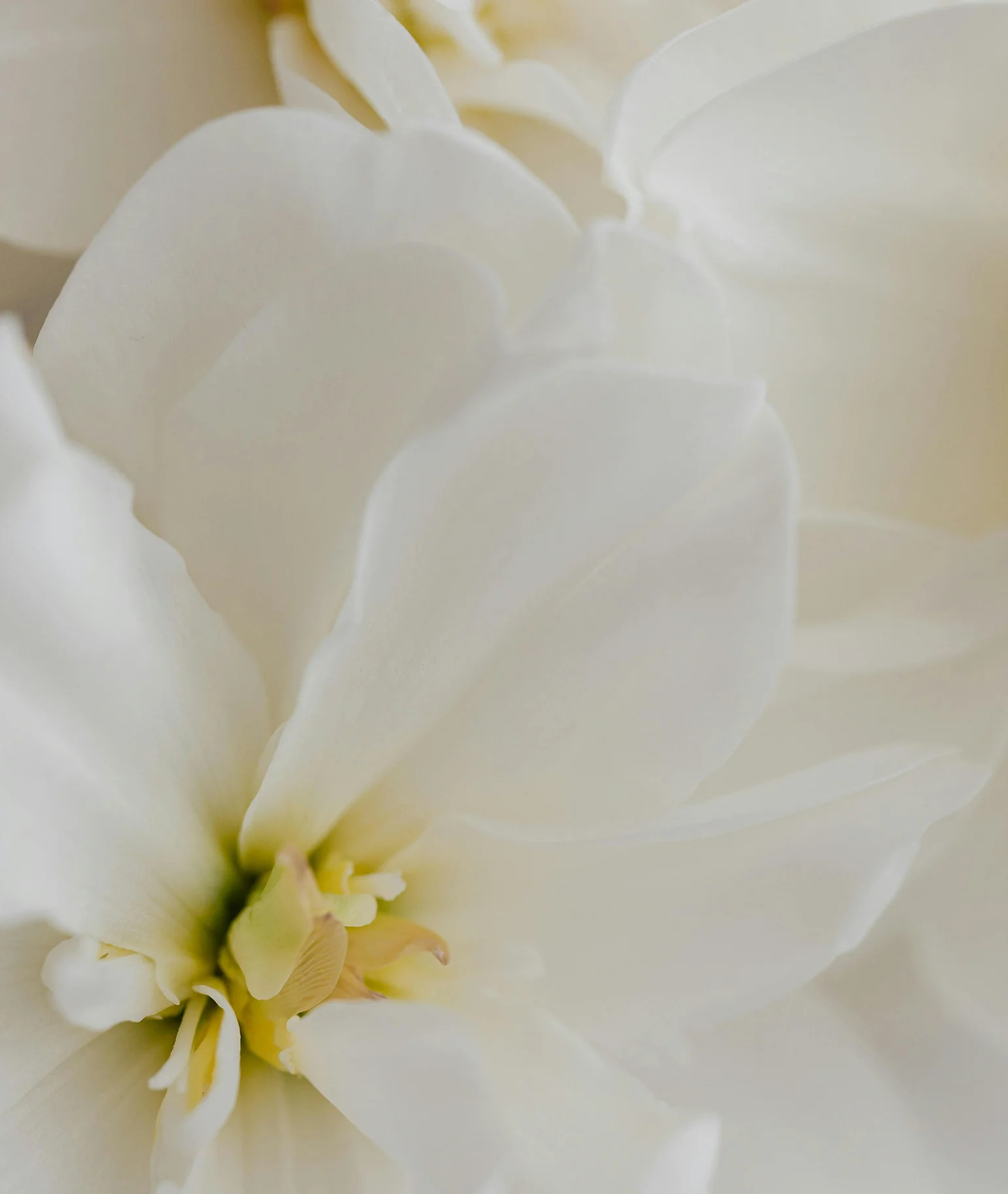 Fleur de Blonde Perfumed Body Oil - Image 4