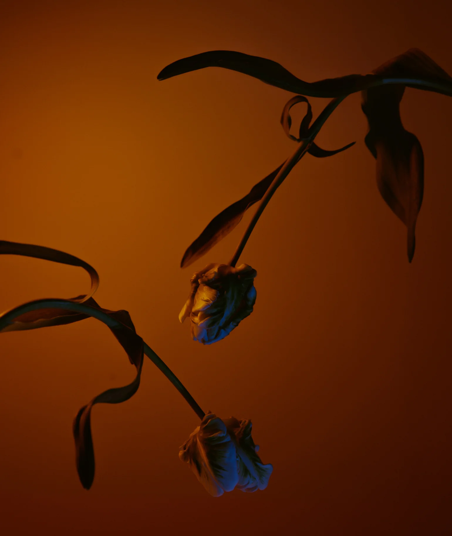 Noir Distillé Eau de Parfum - Image 5