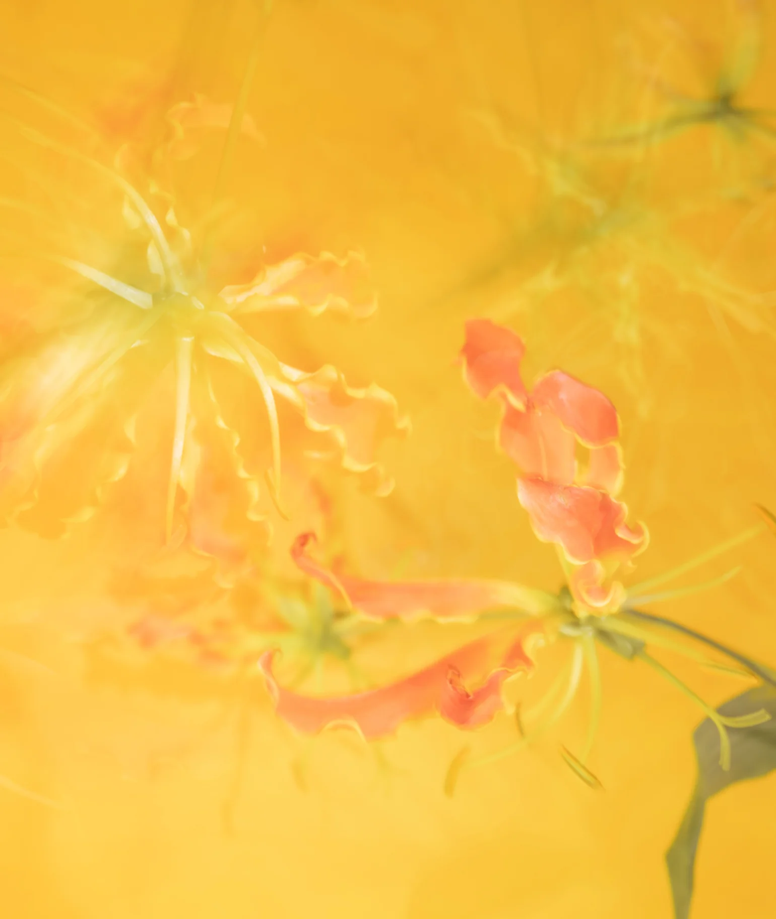 Papaye Tropique Fresh Mist - Image 7