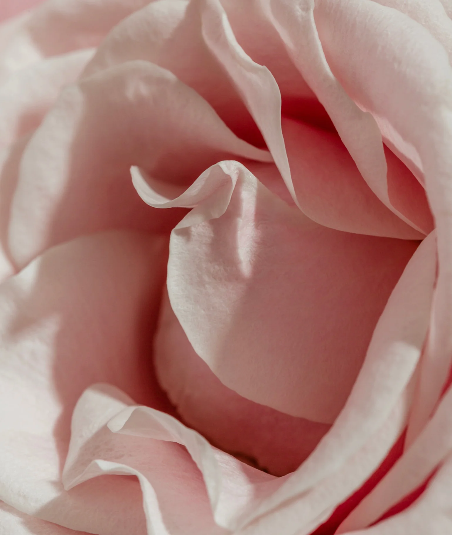 Rose Chocolat Eau de Parfum - Image 4