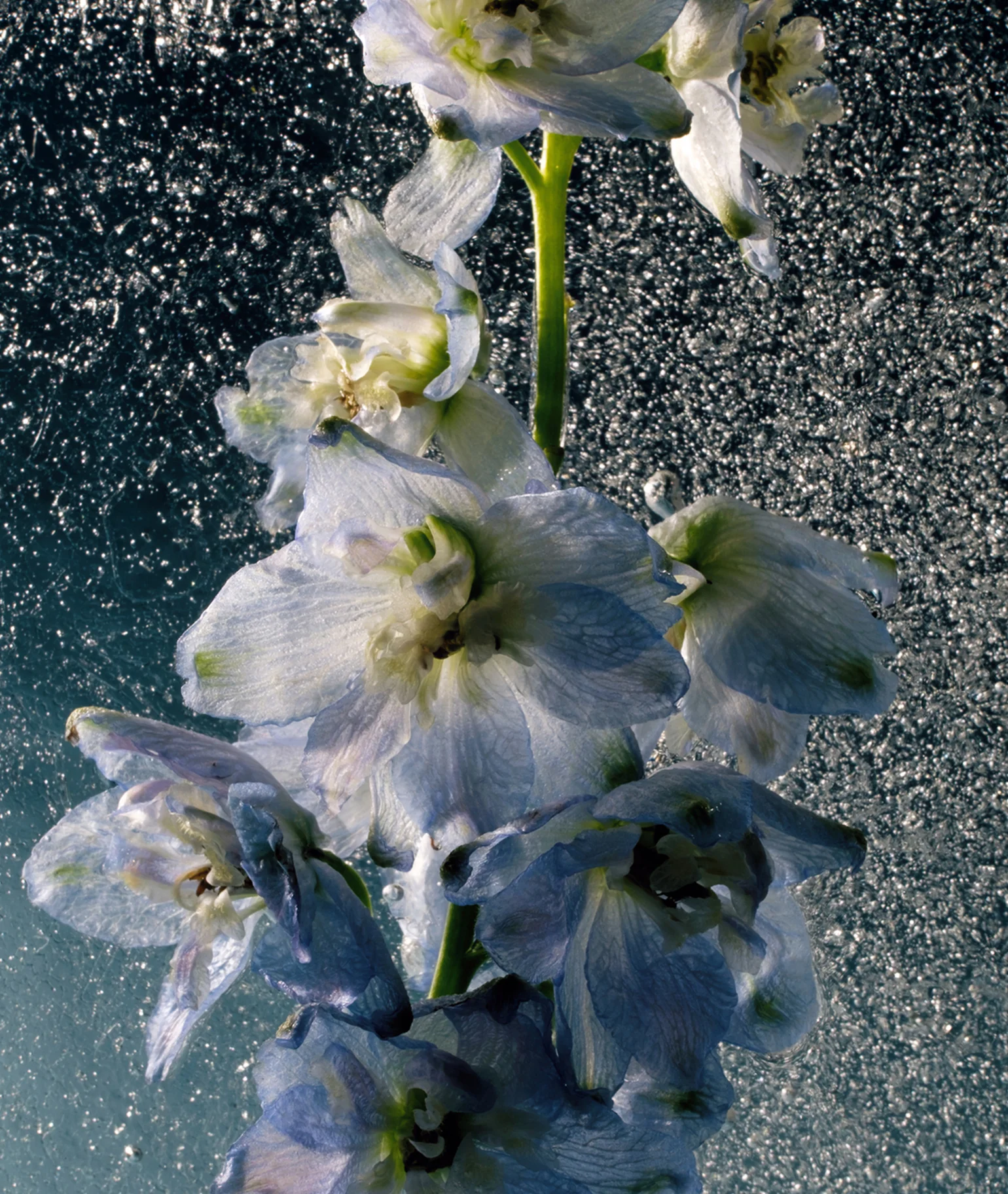 Santal Supreme Eau de Parfum - Image 7